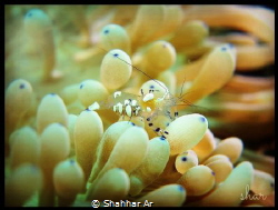 Transparent Commensal Shrimp on top of Blue Dot Bubble An... by Shahhar Ar 